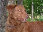 Głowa, Chesapeake Bay retrievera