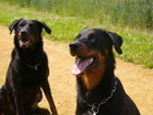 Beauceron, obroża, łańcuch