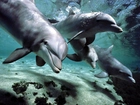 Podwodny, Świat, Delfiny
