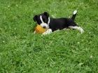 Szczeniak, Piłeczka, Trawa, Border Collie