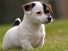 Szczeniak, Jack Russell Terrier