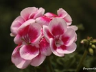 Pelargonia, Wiosna
