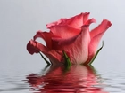 Różowa, Róża, Woda, Odbicie