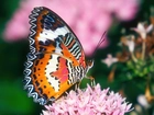 Kolorowy, Motylek, Kwiat