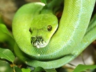 Wąż, Pyton, Zielony
