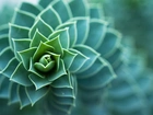 Kaktus, Spirala
