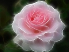 Różowa, Róża, 3D