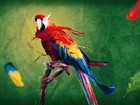 Papuga, Farba, Kolory