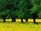 Wiosna, Zielone, Drzewa, Żółta, Łąka