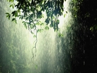 Lasy, Równikowe, Deszcz