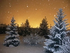 Śnieg, Choinki, Zima