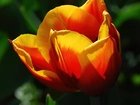 Pomarańczowo, Żółty, Tulipan