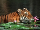Tygrys, Kwiaty, Woda
