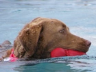 Aportujący, Chesapeake Bay retriever, woda