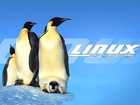 System, Linux, Rodzinka, Pingwinów