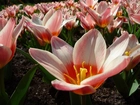 Holenderskie, Tulipany