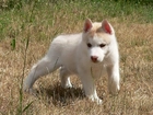 Siberian Husky, Szczeniak