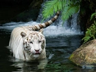 Biały, Tygrys