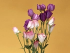 Eustoma, Bukiet