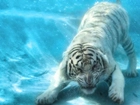 Biały, Tygrys, Woda