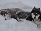 Siberian Husky, Psy, Śnieg, Zima