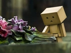 Danbo, Kwiaty