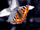 Motyl, Białe, Płatki