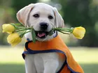 Psiak, Kwiaty, Labrador Retriever