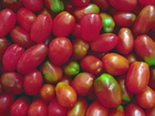 Czerwono, Zielone, Podłużne, Pomidory