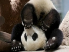 Panda, Sztuczka