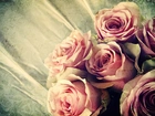 Różowe, Róże, Stara, Fotografia