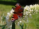 Motyl, Biały, Kwiatek