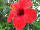 Czerwony, Hibiskus