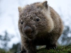 Mały, Wombat