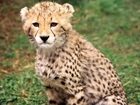 Gepard