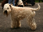 Irish Soft coated wheaten terrier