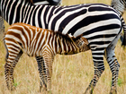 Zebra, Źrebię