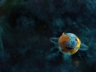 Planeta, Firefox, Kosmos