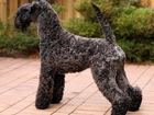 Kerry blue terrier