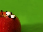 Mała, Panda, Jabłko