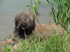 Owczarek Francuski Briard