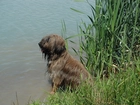 Owczarek Francuski Briard, Woda