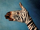 Zebra, Bodypaint