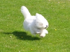 Coton de Tulear