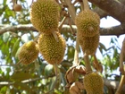 Durian, Drzewo