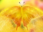 Żółty, Motyl, Grafika
