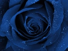 Niebieska, Róża, Krople, Wody