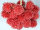 Rambutan, Owoce