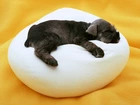 Śpiący, Pies, Poduszka, Sznaucer miniaturowy