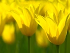 Żółte, Kwiatki, Łąka